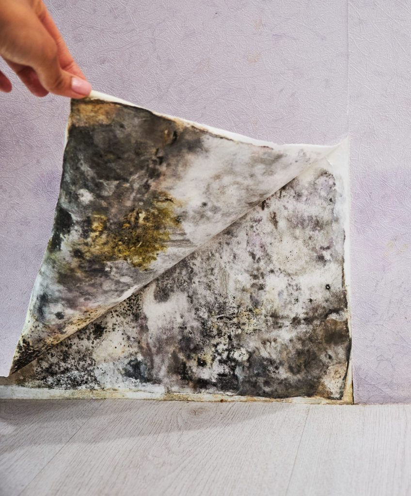 Mould damage restoration service by Super Team Restoration Experts